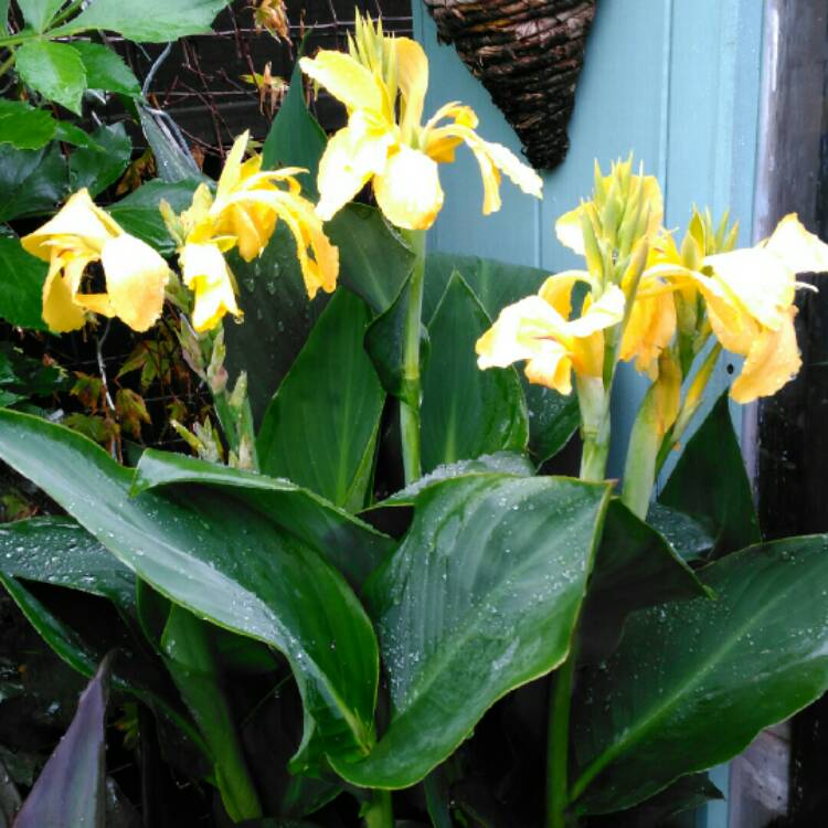 plant image 1352072 plant image 1352072