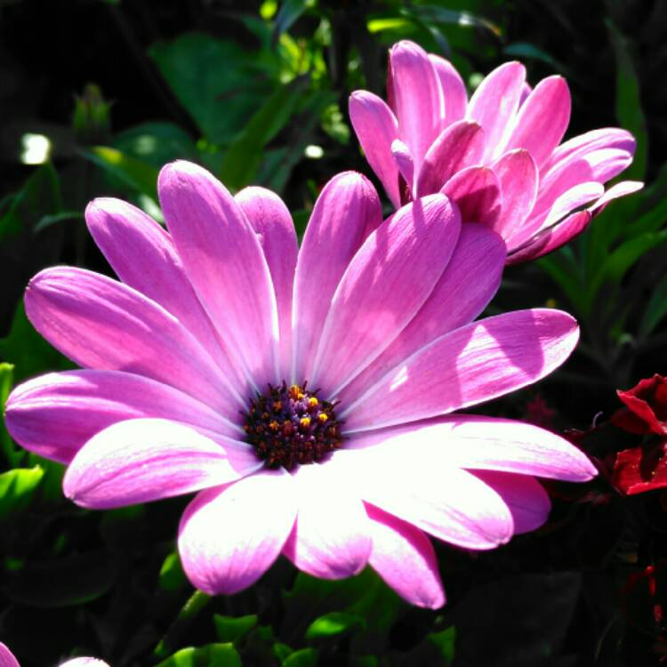 plant image 1353420 plant image 1353420