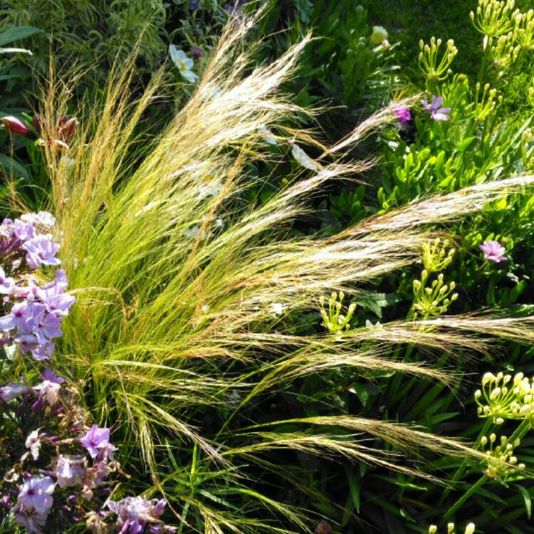 Plant image Nassella tenuissima syn. Stipa tenuissima