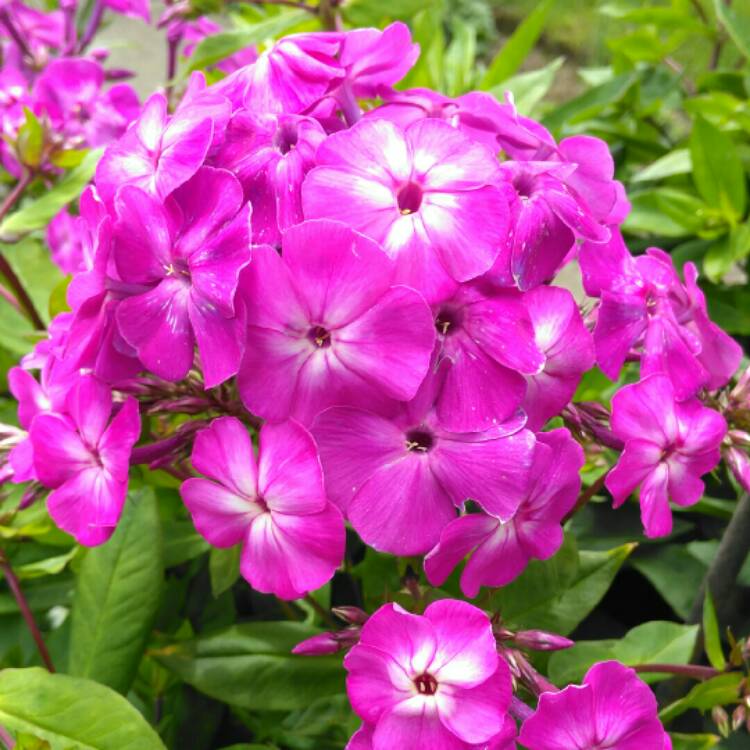 plant image 1353793 plant image 1353793