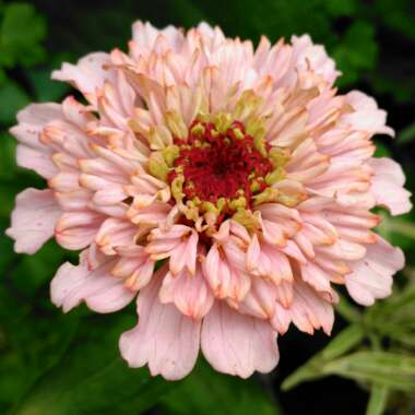Zinnia elegans