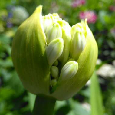 Agapanthus
