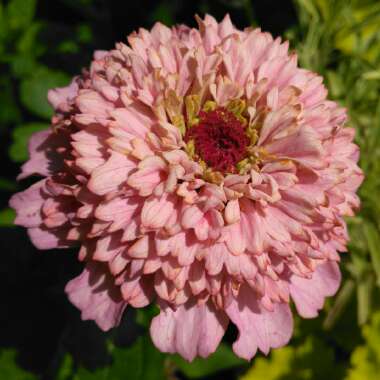 Zinnia elegans