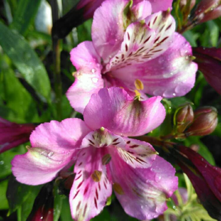 plant image 1363294 plant image 1363294