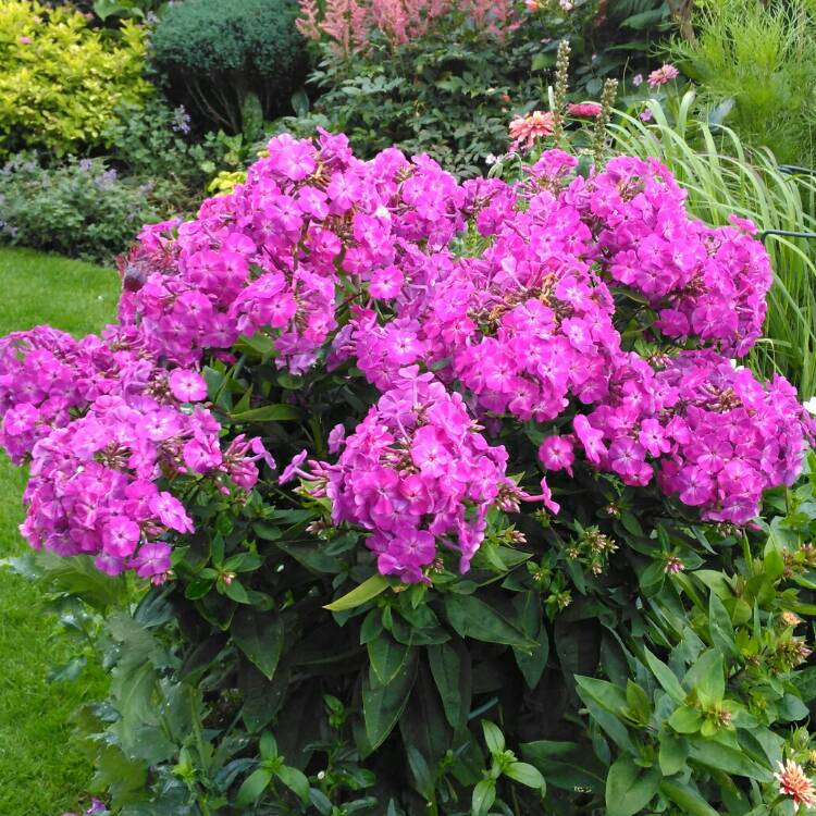 plant image 1364337 plant image 1364337