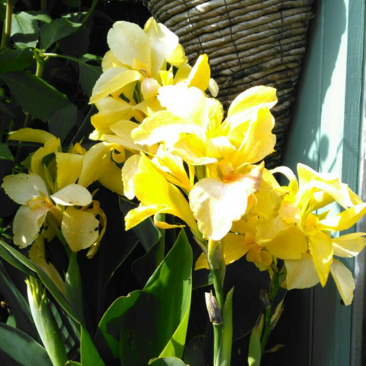 plant image 1364551 plant image 1364551