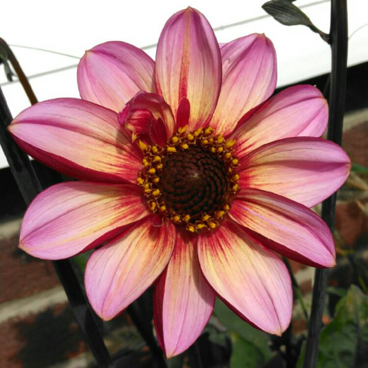 plant image 1364704