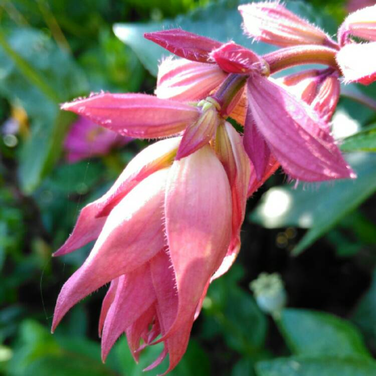 plant image 1367084 plant image 1367084