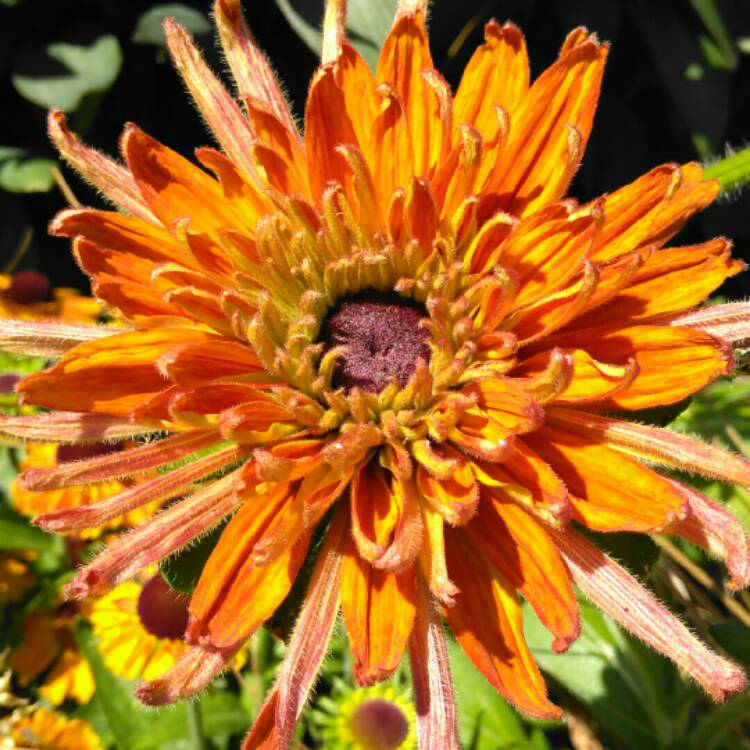 Plant image Rudbeckia x hirta hybrida 'Cherokee Sunset'
