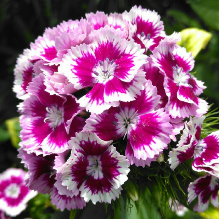 plant image 1369621
