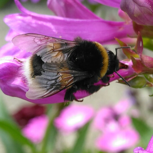 plant image 1369630