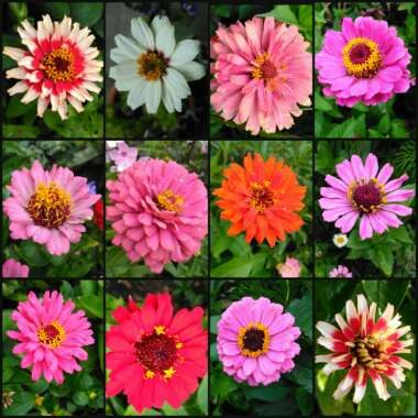 Zinnia elegans