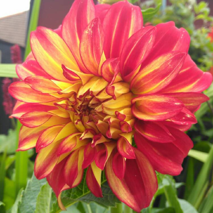 plant image 1370185 plant image 1370185