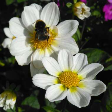 Dahlia 'Mignon White' (Mignon Series)