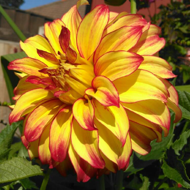 plant image 1371278 plant image 1371278