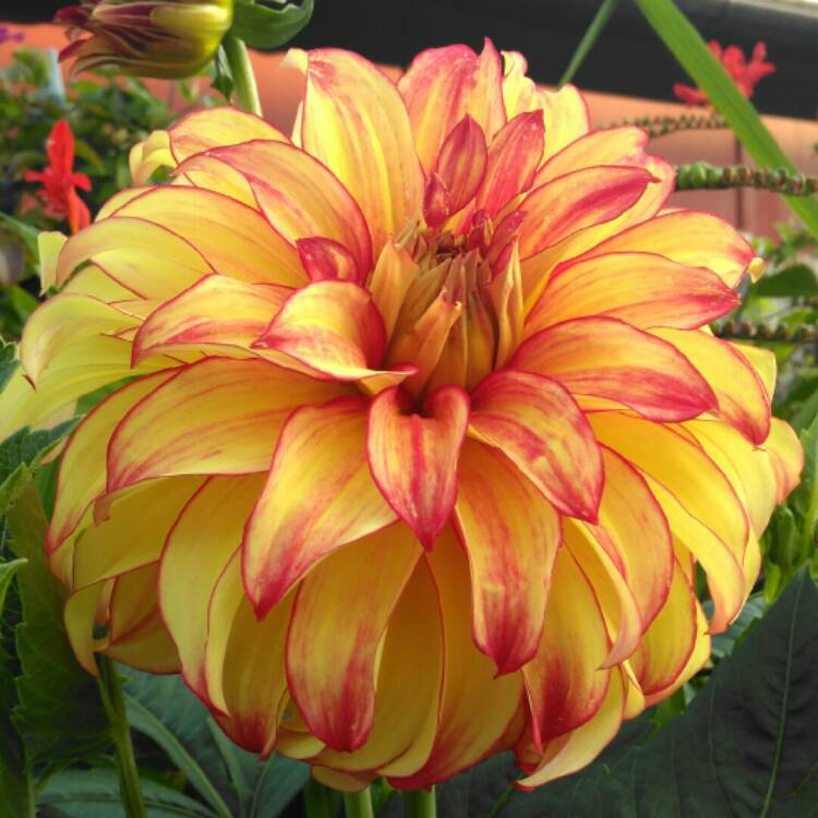 plant image 1372618 plant image 1372618