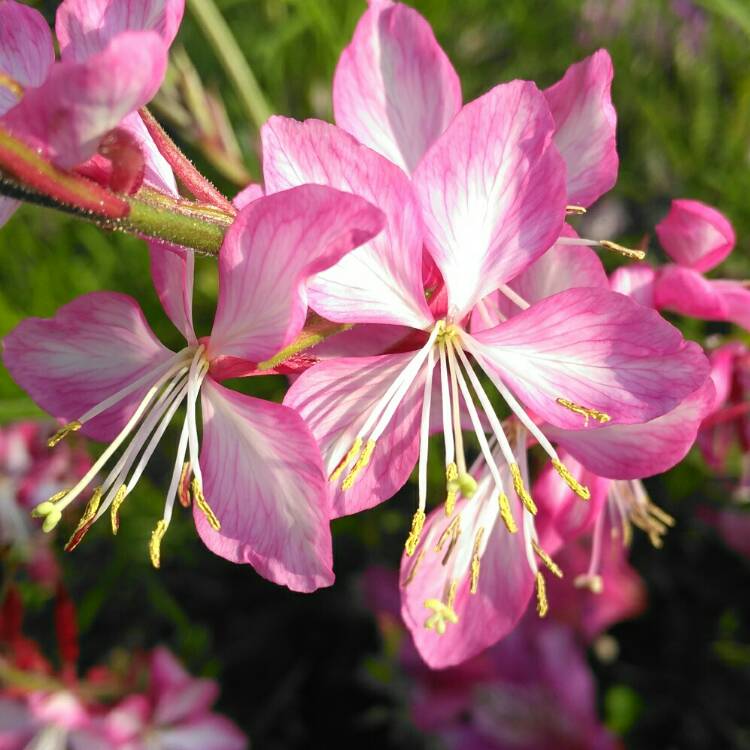 plant image 1372619 plant image 1372619