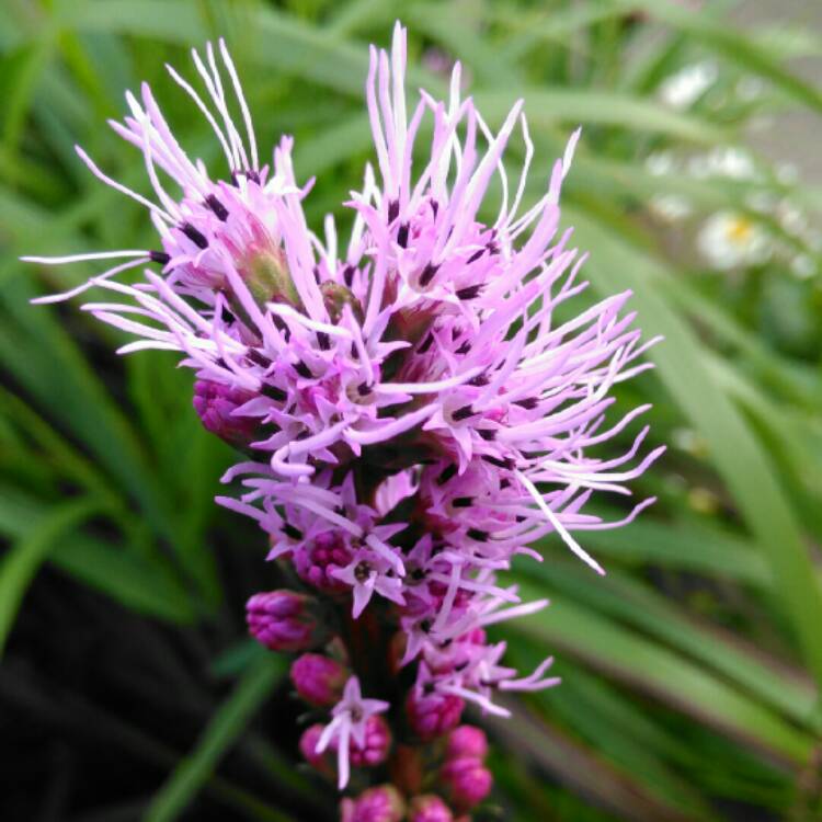 plant image 1373622 plant image 1373622