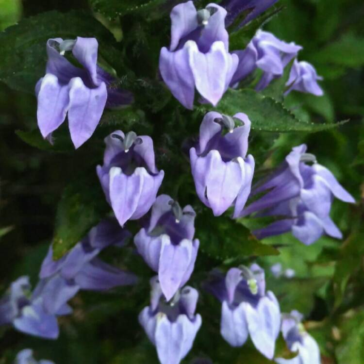 plant image 1374085 plant image 1374085