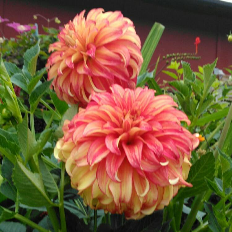 plant image 1374585 plant image 1374585