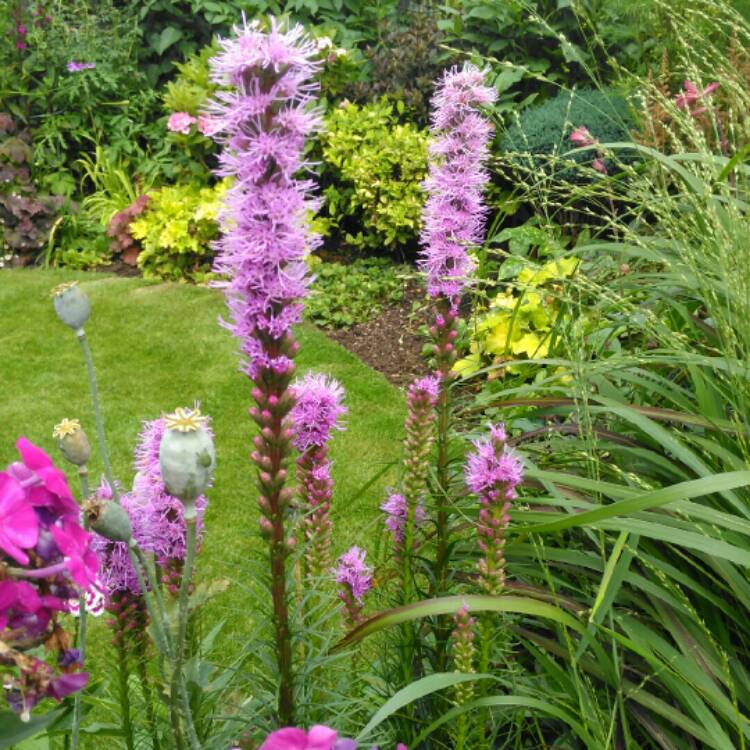 plant image 1377163 plant image 1377163