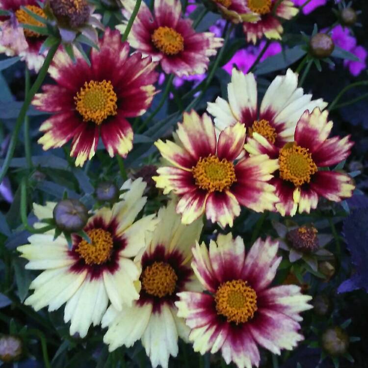 plant image 1378270 plant image 1378270