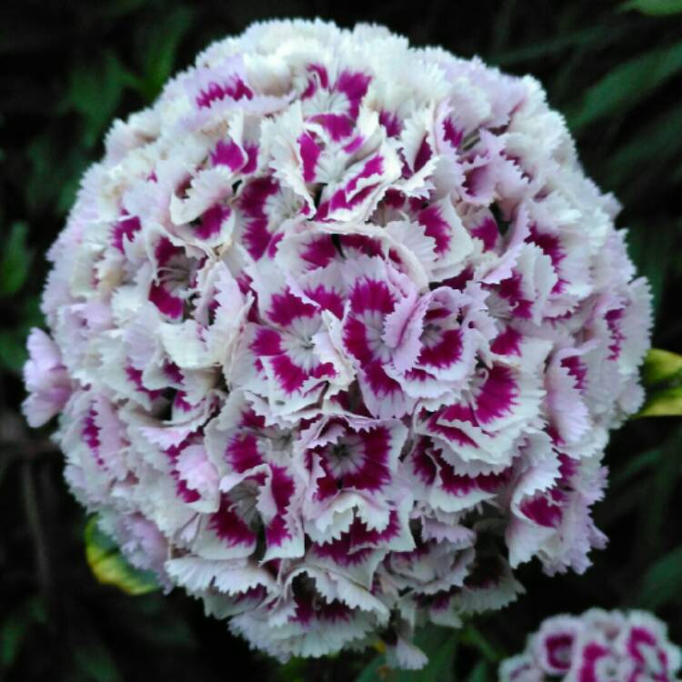 plant image 1378509