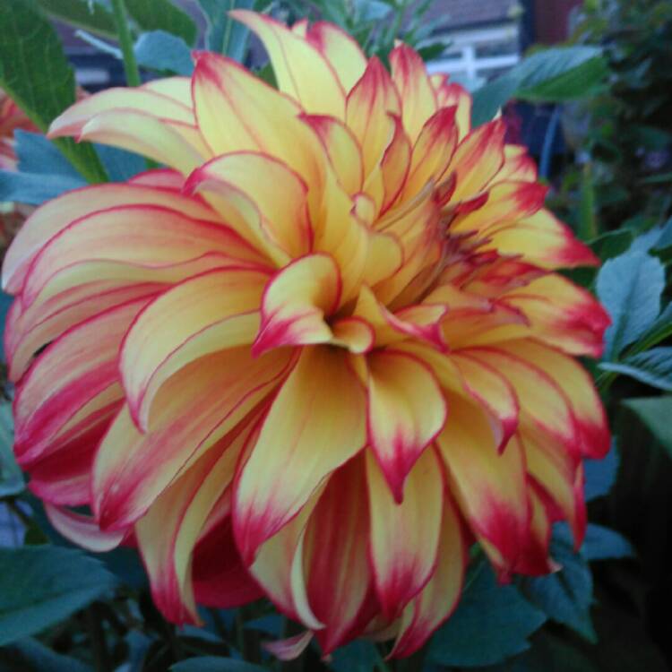 plant image 1378512 plant image 1378512