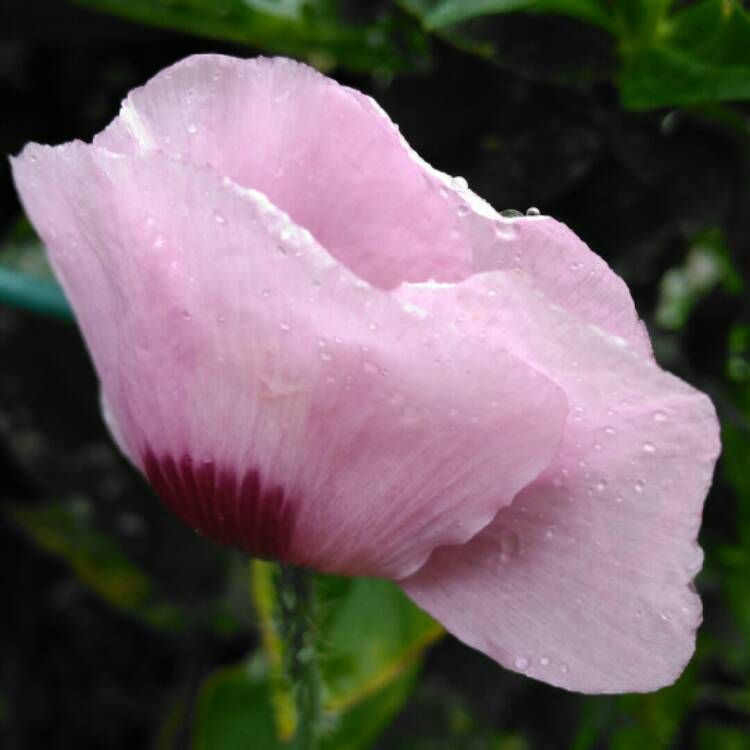 plant image 1381561 plant image 1381561