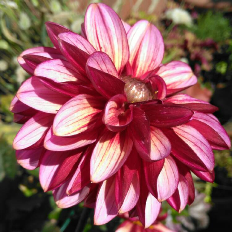 plant image 1384133
