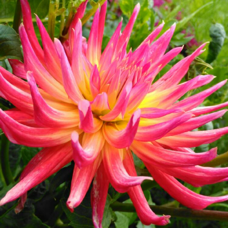 plant image 1384832 plant image 1384832