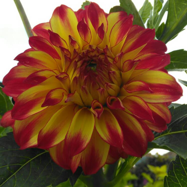 plant image 1385991 plant image 1385991