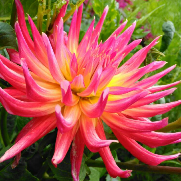 plant image 1386177 plant image 1386177