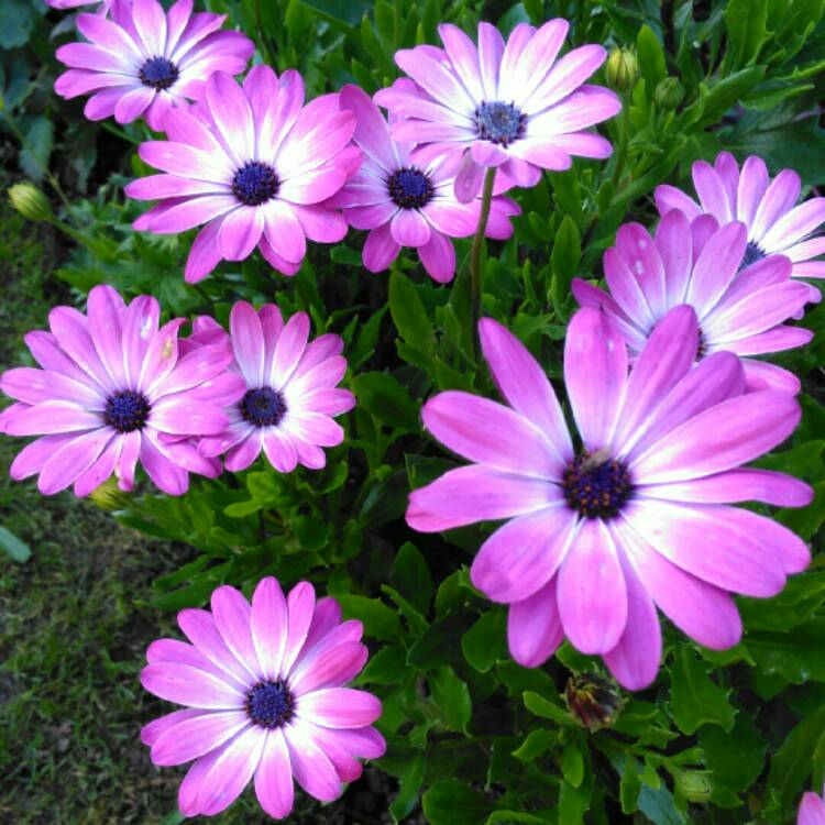 plant image 1388158 plant image 1388158