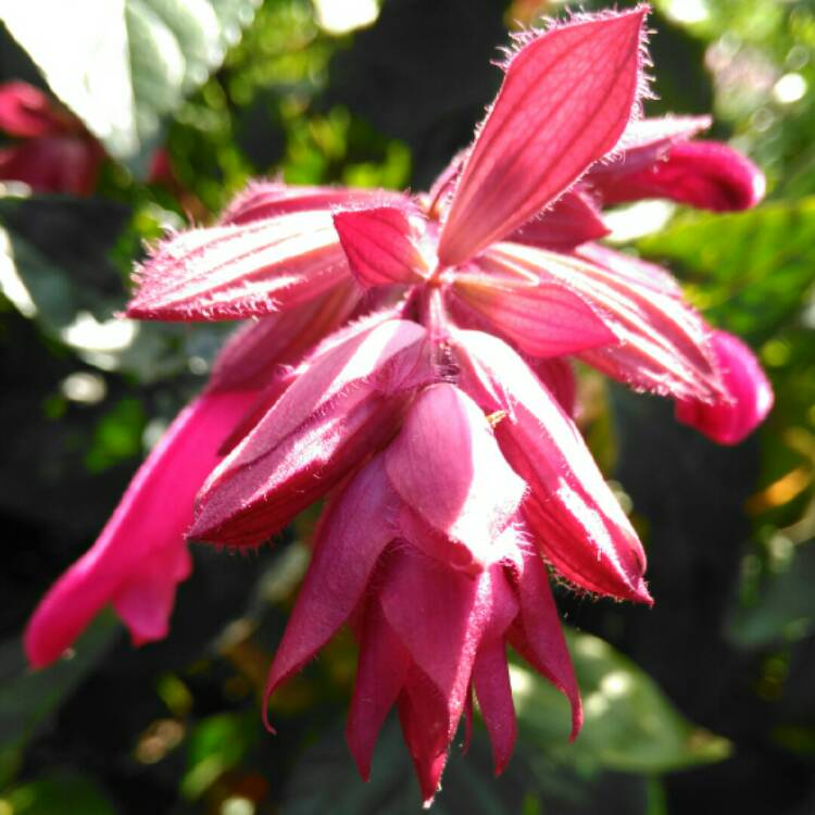 plant image 1388159