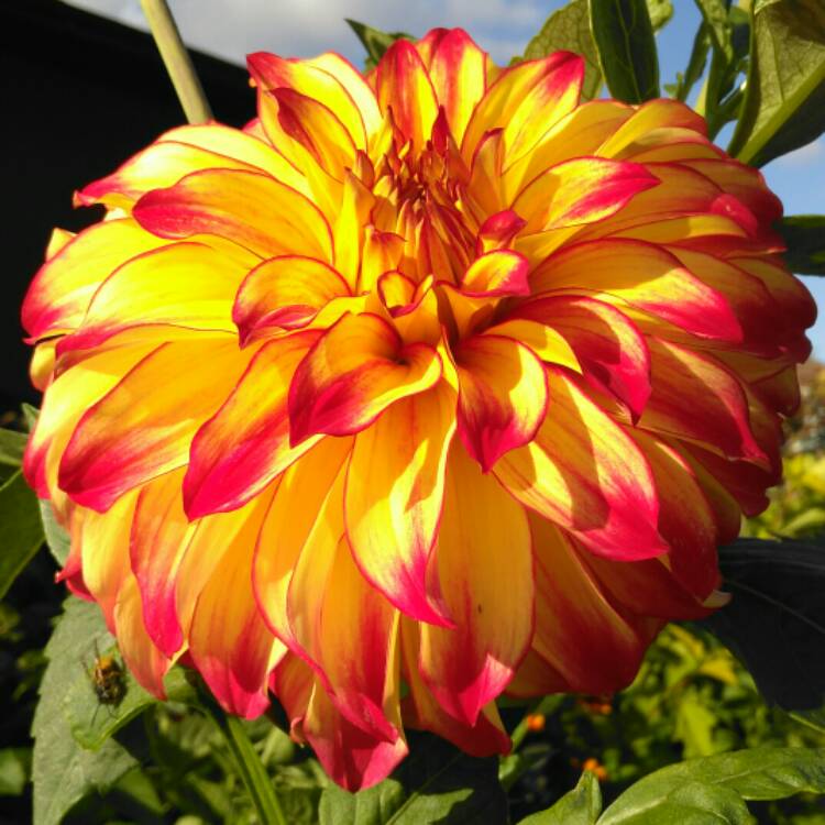 plant image 1388343 plant image 1388343
