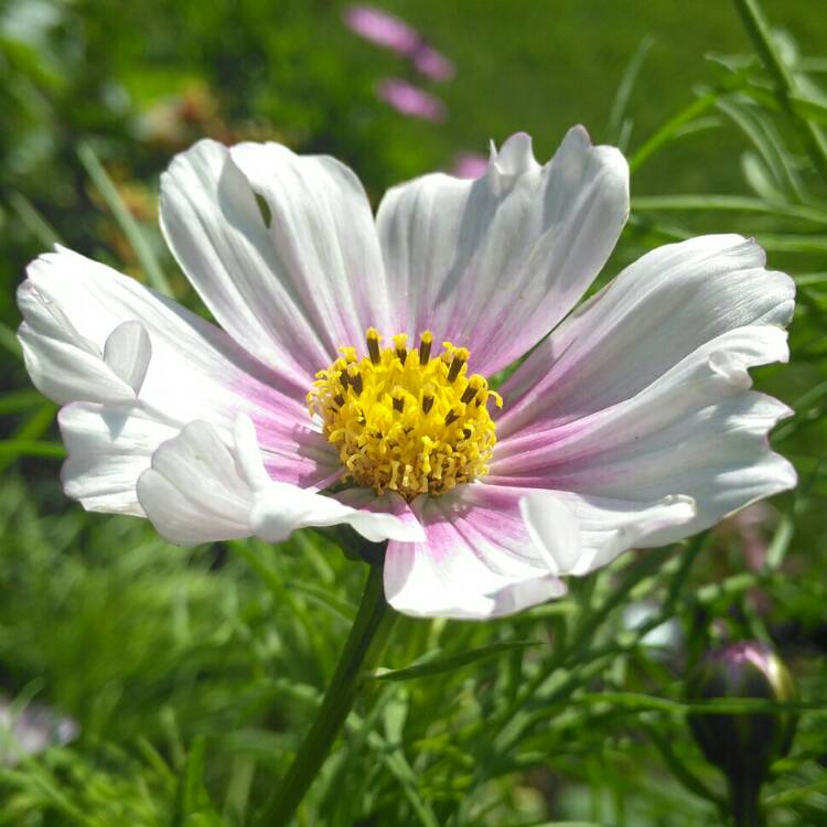 plant image 1395474