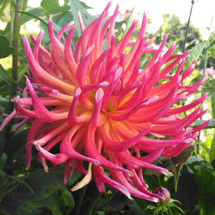 plant image 1398150 plant image 1398150