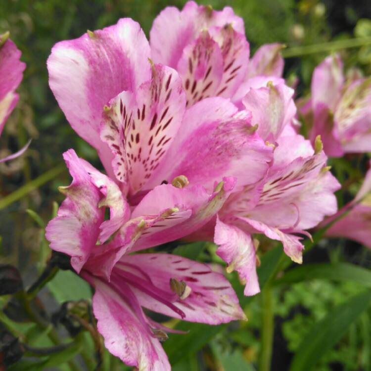 plant image 1398154 plant image 1398154