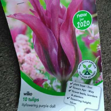 Tulip 'Purple Doll' (Lily-flowered)
