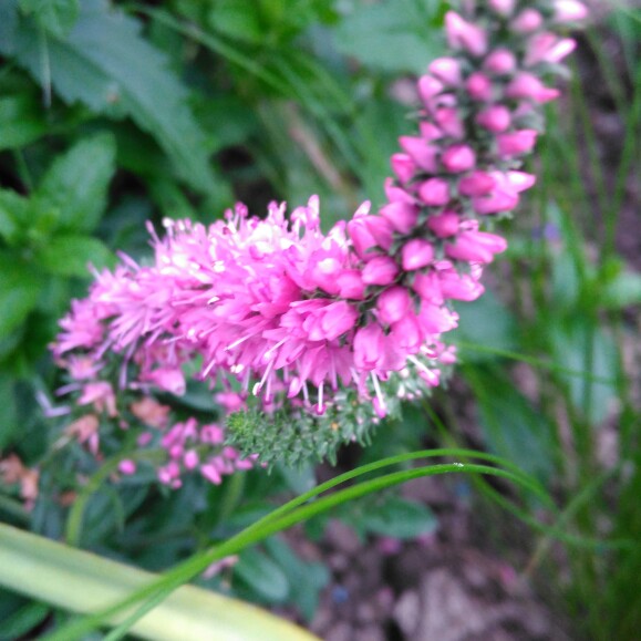 plant image 153726 plant image 153726