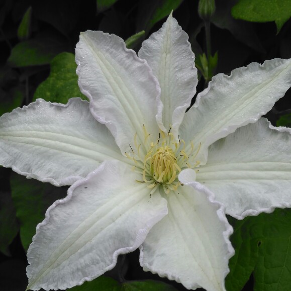 plant image 160538 plant image 160538