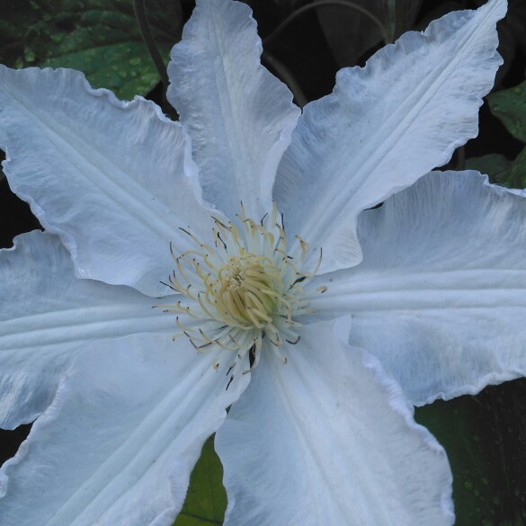 plant image 164073 plant image 164073