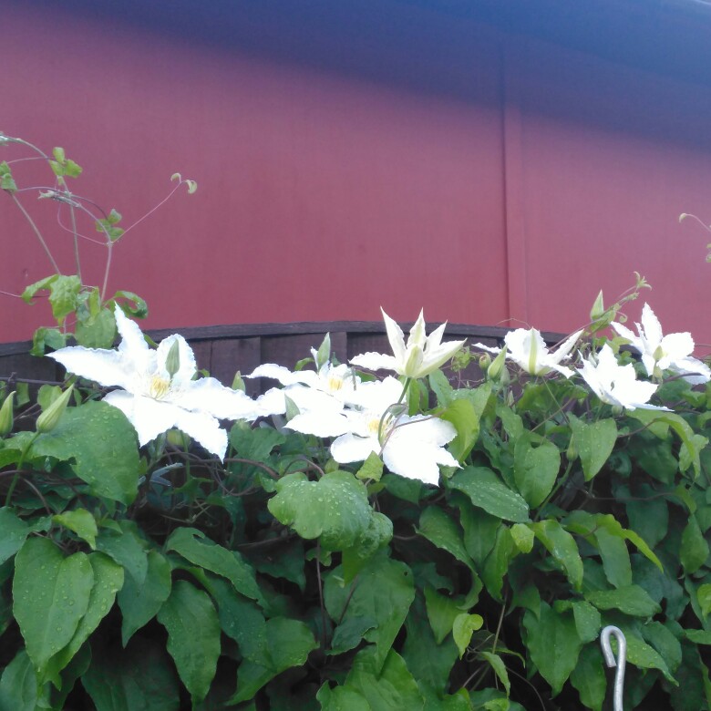 plant image 164080 plant image 164080