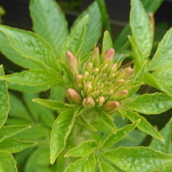 plant image 164101