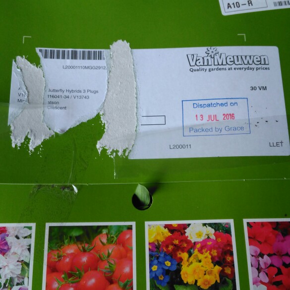 plant image 167752 plant image 167752
