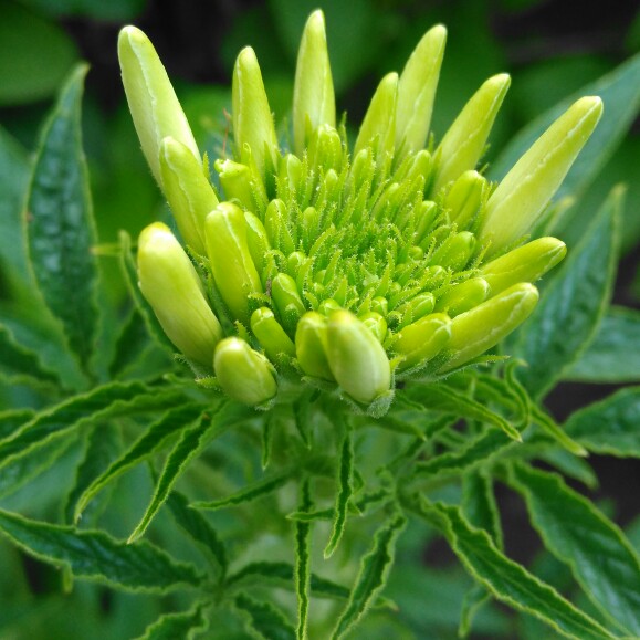 plant image 171502