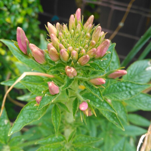 plant image 171503