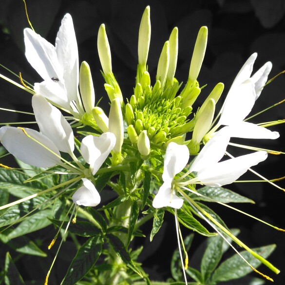 plant image 175363