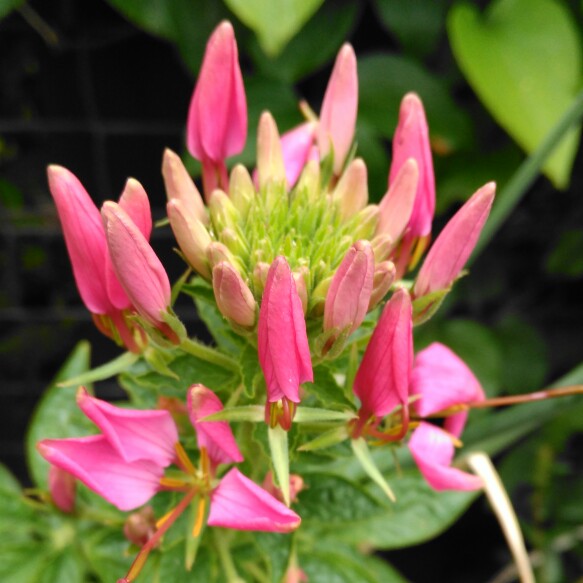 plant image 177557